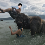 エレファントビーチinプーケット(ゾウと水遊び)体験記 注意点や持ち物